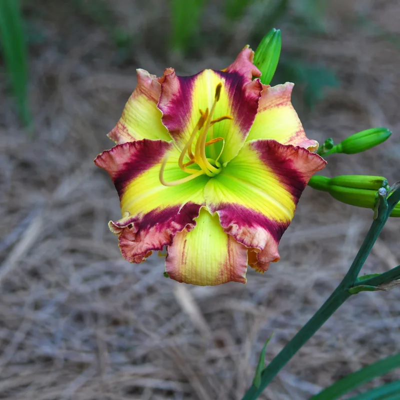 Ruffled Prism AHS image
