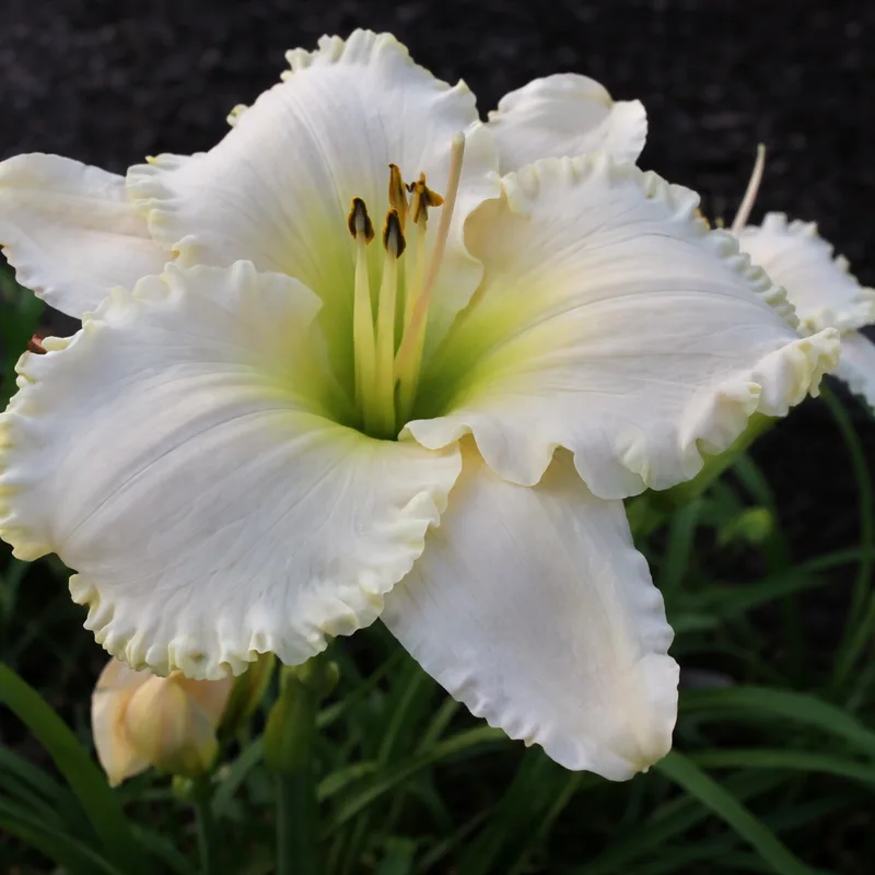 Ice Cream Sundae daylily bloom