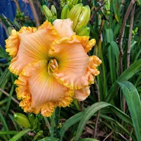 Peach Sensation AHS image