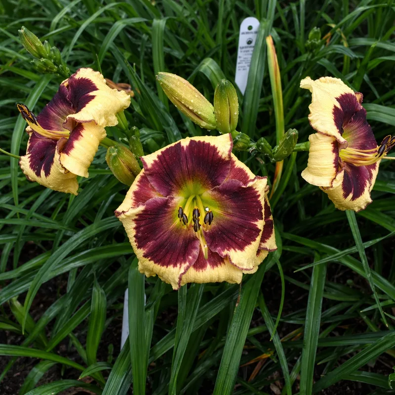 Lillian's Baby for a Day daylily bloom