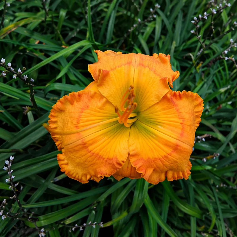 Hanne's Electric Orange daylily bloom