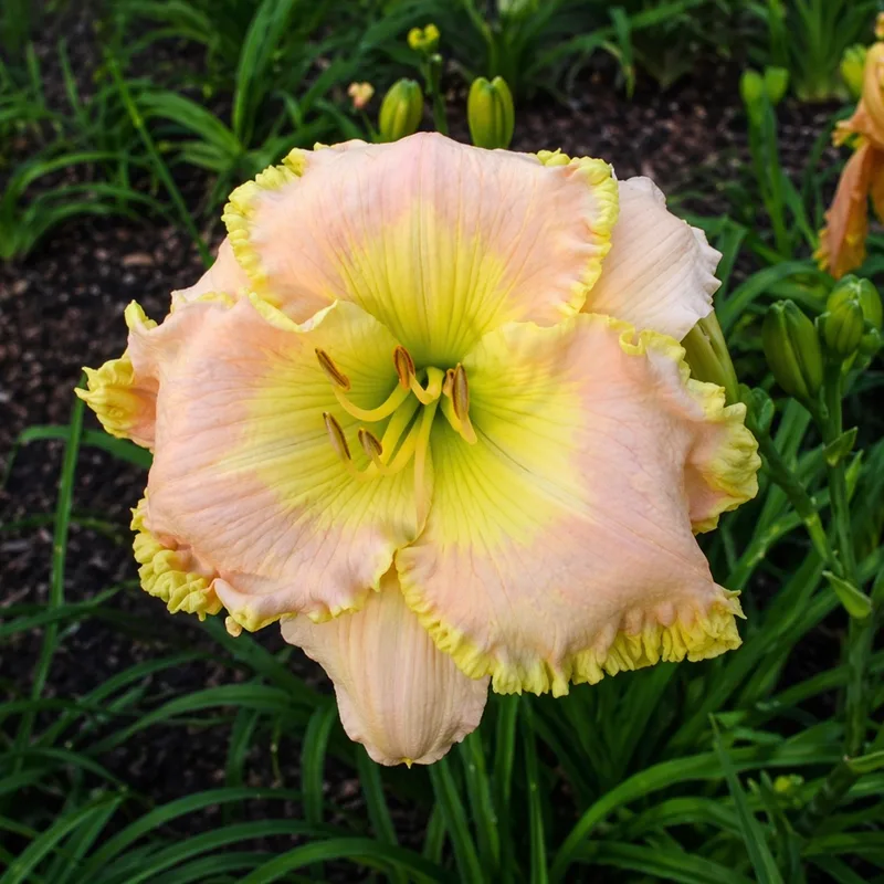 Guy's Grand Illusion daylily bloom