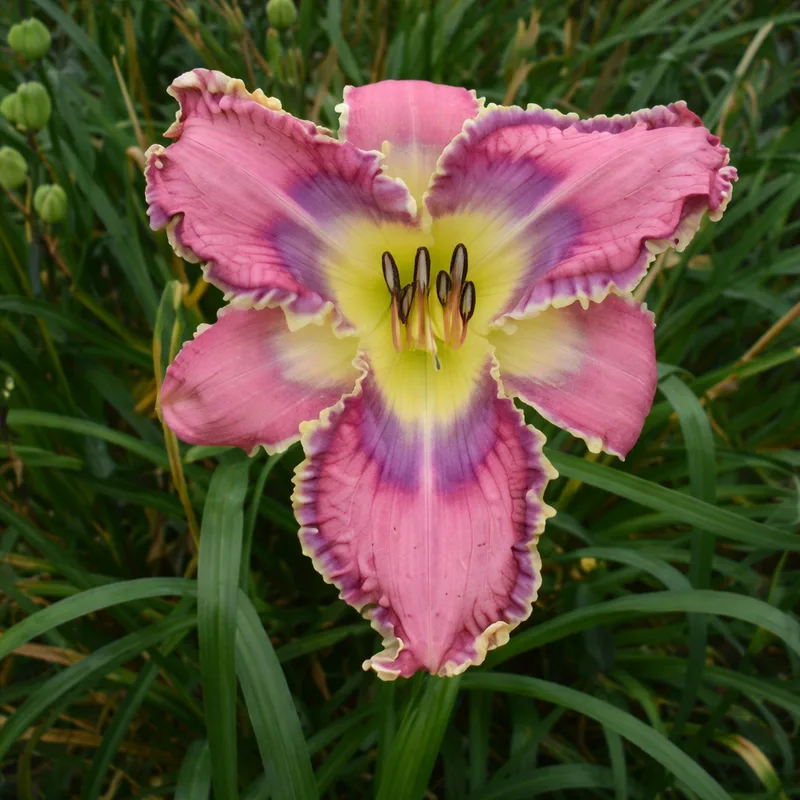 Kingdom Bound daylily bloom