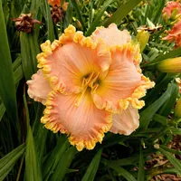 Hawaiian Tropic AHS image