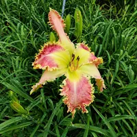 Buddy's Pinkie AHS image
