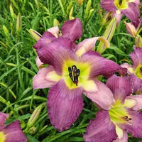 Plumcake Patty AHS image