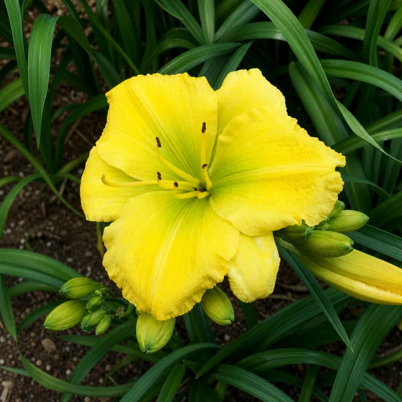 Canary Beauty
