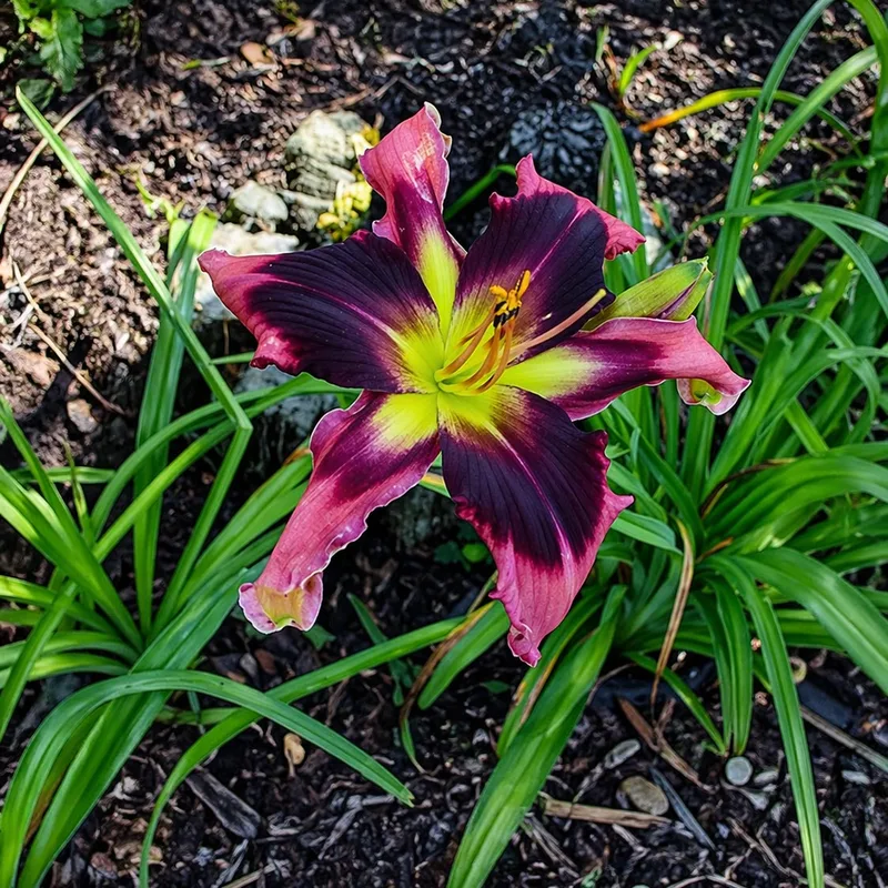 Buddy's Black Eye daylily bloom