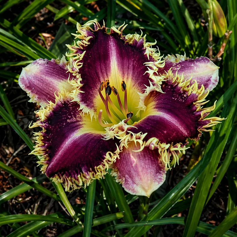 Frilly Frazzled AHS image