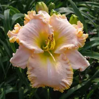 Multitude of Ruffles AHS image