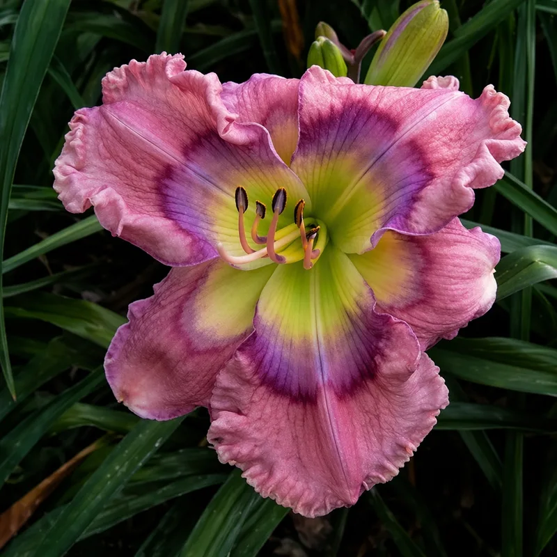 Wide Eyed Wonder AHS image