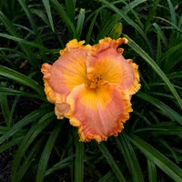 Boundless Bliss AHS image