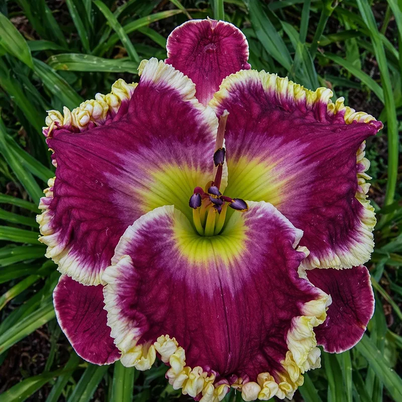 Casa Santo Domingo daylily bloom