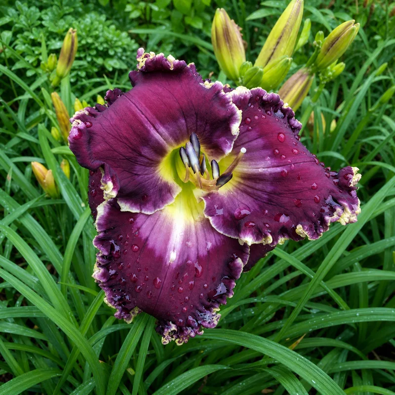 Deep Purple Night