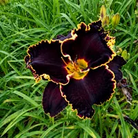 Spacecoast Black Sensation AHS image