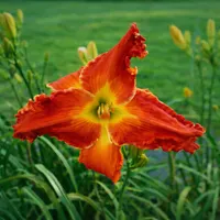 Spacecoast Marmalade Tiger AHS image