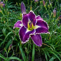 Spacecoast Moonlight Orchid AHS image