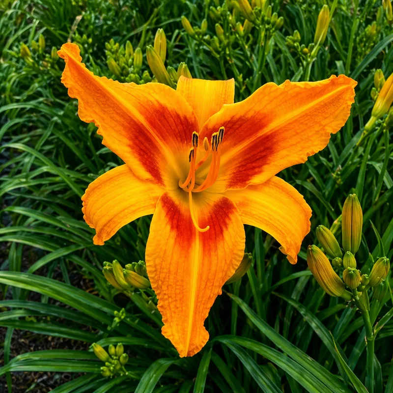 Heavenly Orange Scorcher daylily bloom