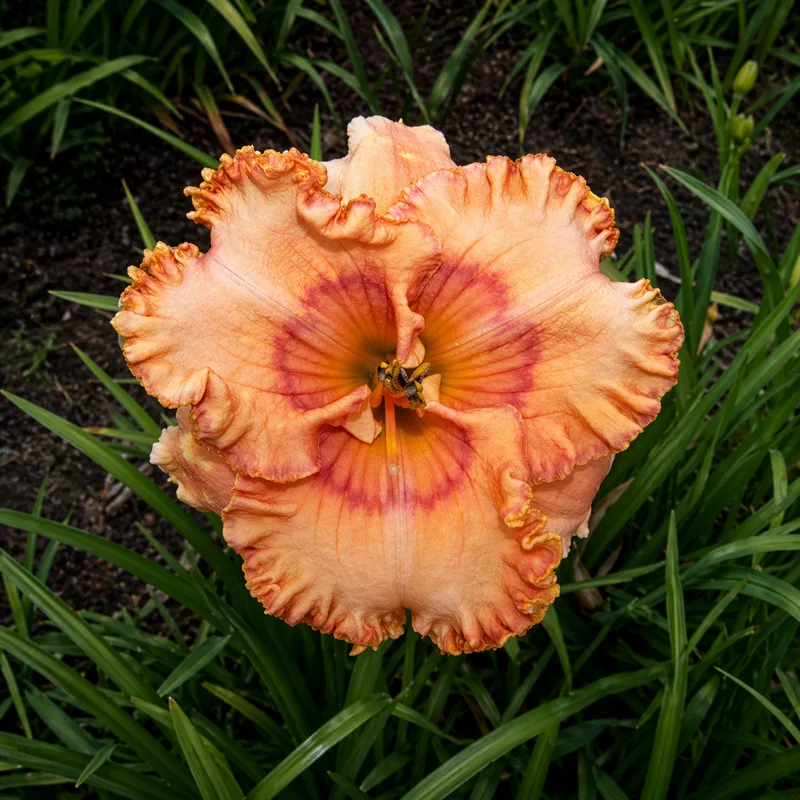 Mandolin daylily bloom