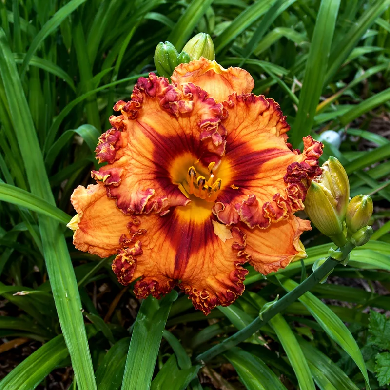 Spice Bomb daylily bloom