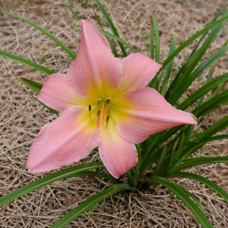 Corryton Pink