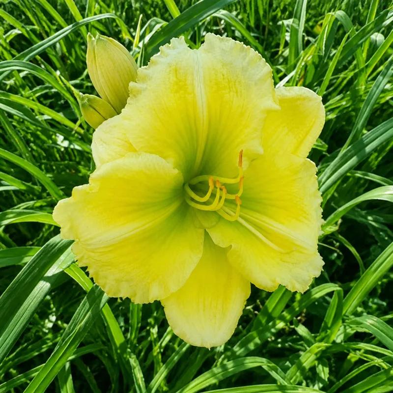 Lemon Lime Beacon