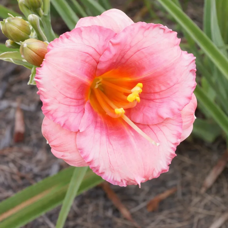 Cosmopolitan daylily bloom
