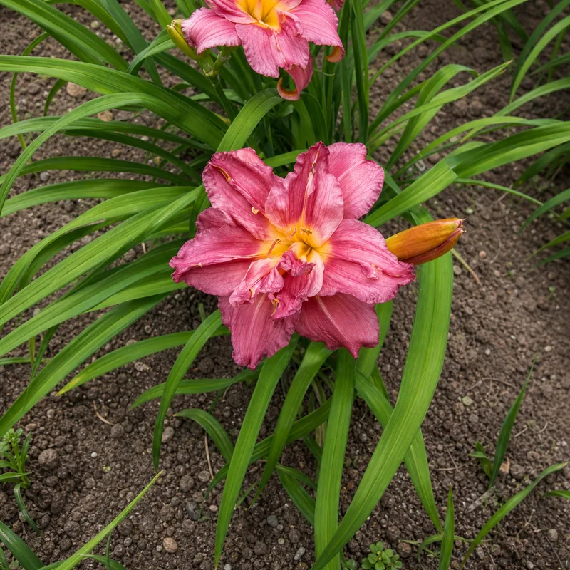 Bursting Forth