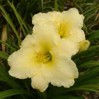 Cotton Jenny AHS image