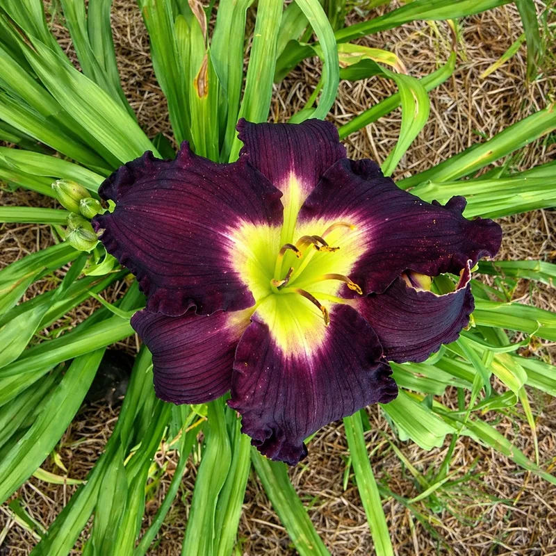 Flying Fox daylily bloom