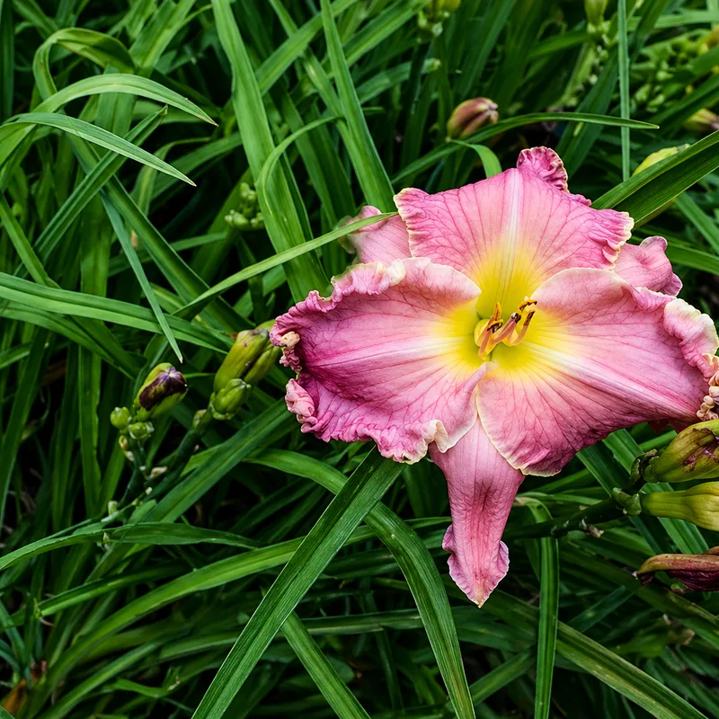 Hurricane Hangover daylily bloom