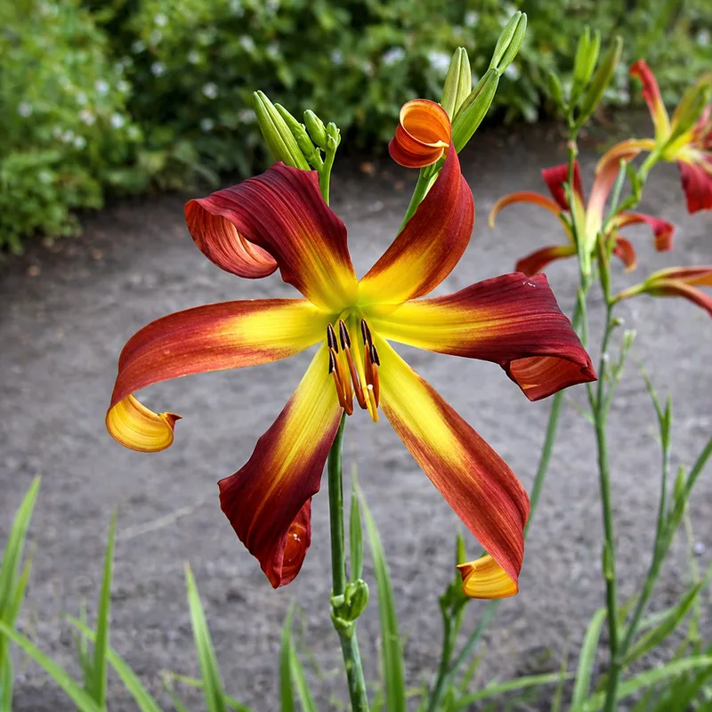 Jumpin' Jan daylily bloom