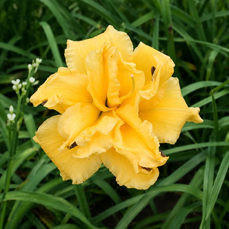 Mayelle daylily bloom