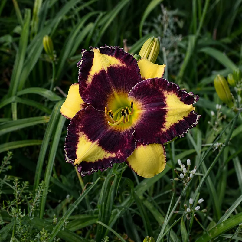 Summoning the Night daylily bloom