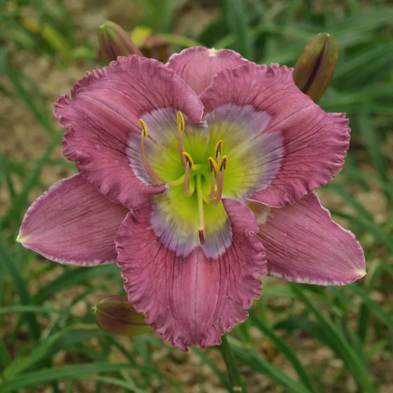 Arcane Pattern daylily bloom