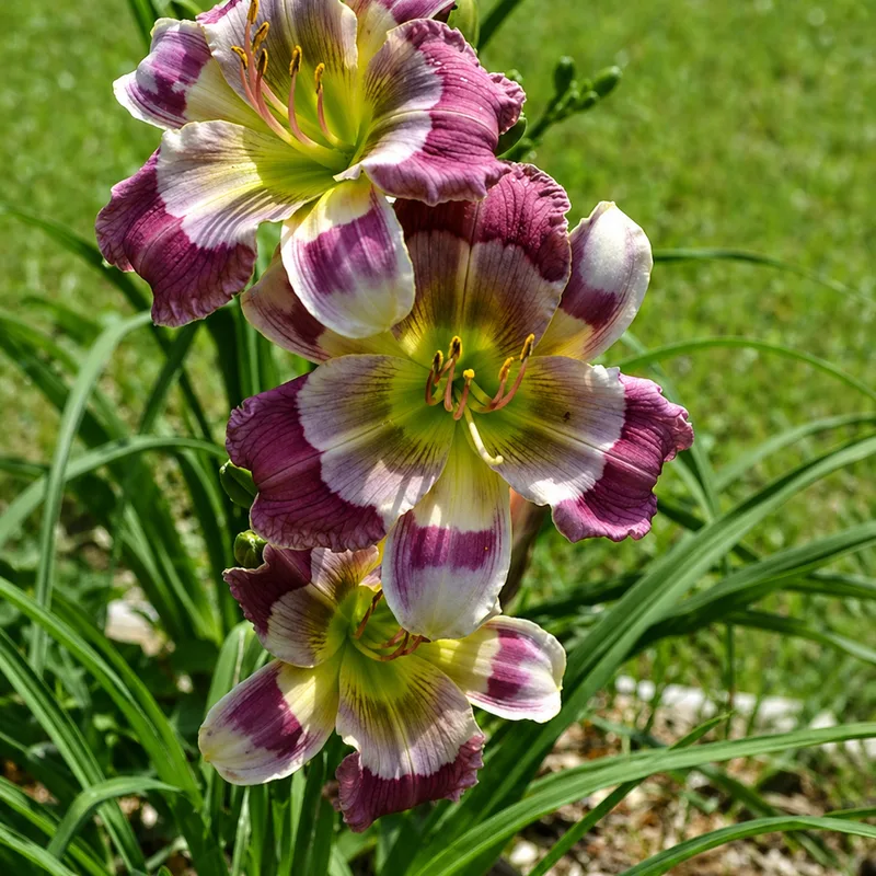 Everybody Loves Tim daylily bloom