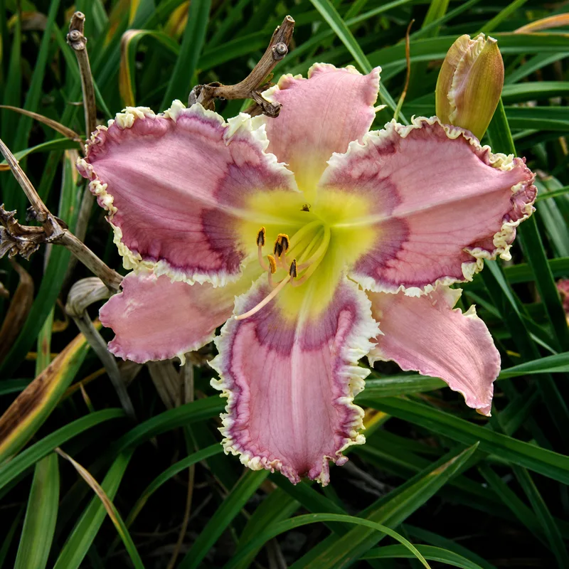 Lily Among Thorns