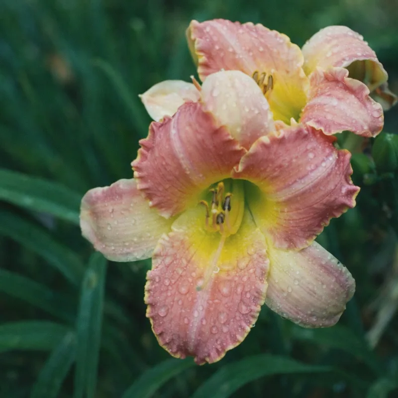 Country Melody AHS image