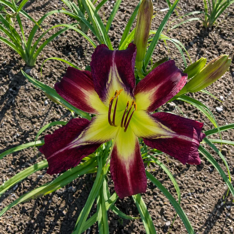Honor to Serve daylily bloom