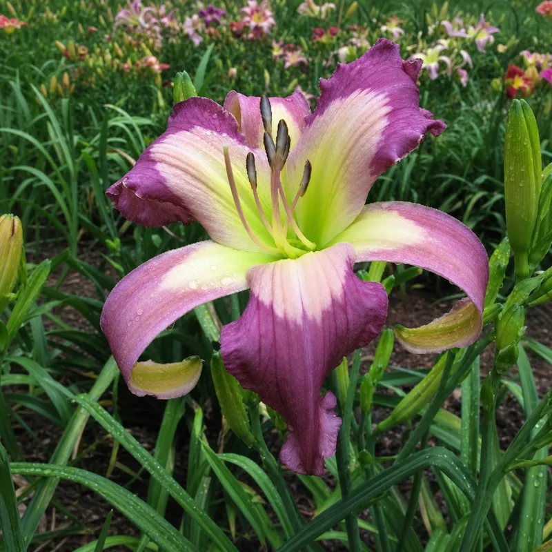 Chicago Girls daylily bloom