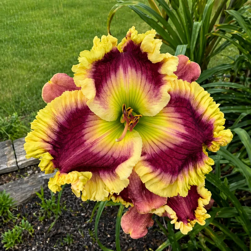 Regal Dream AHS image