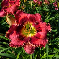 Crimson Dragon AHS image