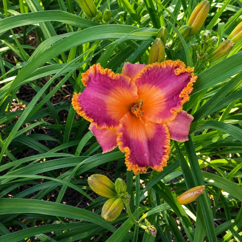 Atomic Orange