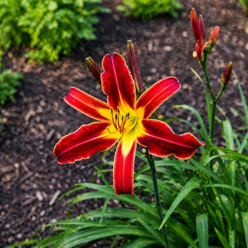 Heavenly Dark Knight daylily bloom