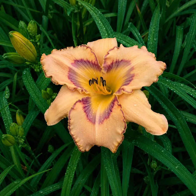 Peachberry Daydream