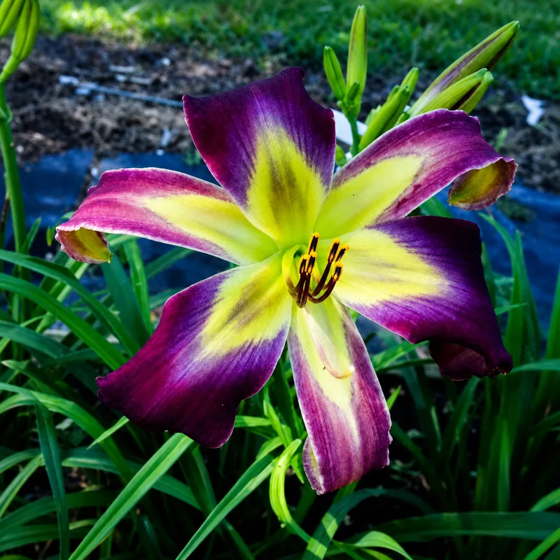 Well, Hello Beautiful daylily bloom