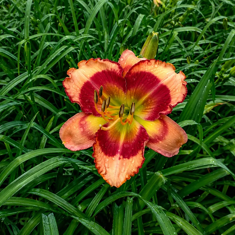 Dragon's Kiss daylily bloom