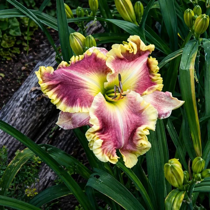 Beyond the Edge daylily bloom