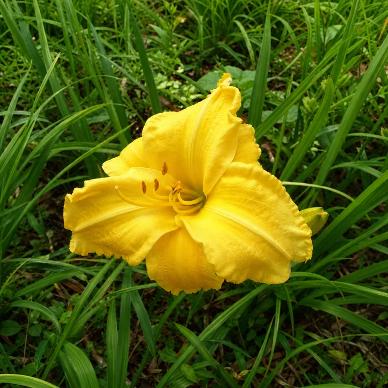 Cragmoor Gold