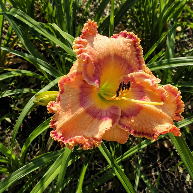 My Best Days daylily bloom
